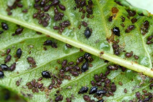 Aphid close up macro on a green leaf. Damaged plant leaves, devouring. Selective focus