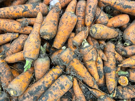 Carrots on showcase of grocery or market, raw vegetables in supermarket, close up