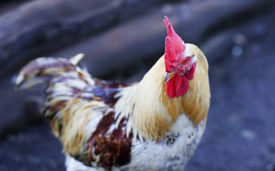 Profile of a rooster rustic vintage background village