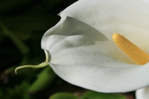 Calla