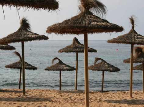 beach palm tree