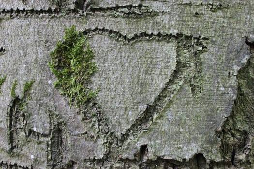 Tree Heart