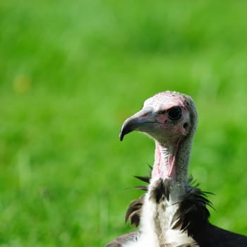 Crested vulture
