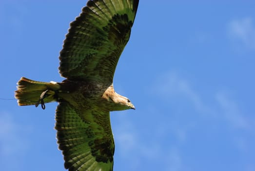 long-legged buzzard