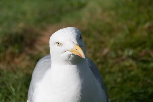 Closeup of a Seagull in Port Isaac in Cornwall
