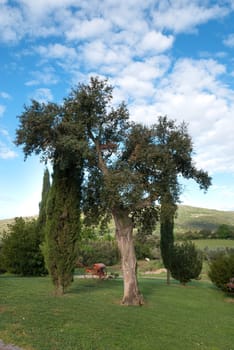 cork tree on the hills in Tuscany with plow