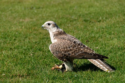 Hawk to the ground between his legs with a prey