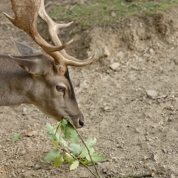 fallow deer