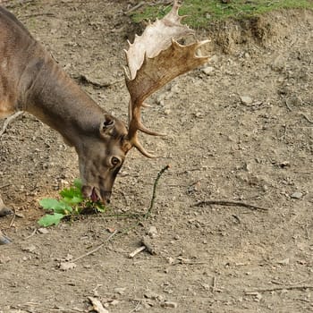 fallow deer