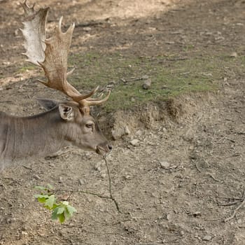 fallow deer