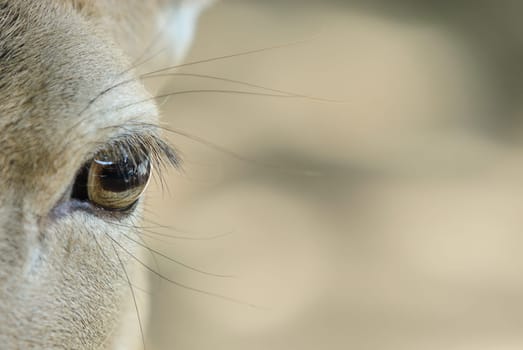 deer