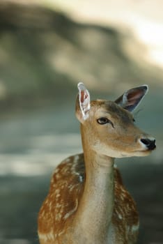 deer