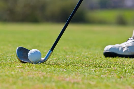 A real golfer in a golf course getting ready to strike the ball.