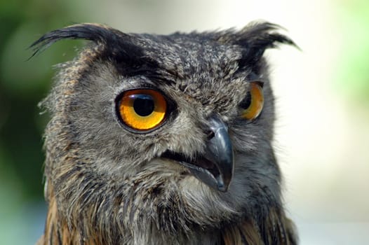 Closeup of a Great Horned Eagle