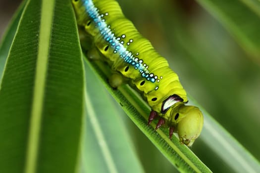 Butterfly caterpillar ( oleander hawkmoth (Daphnis nerii)