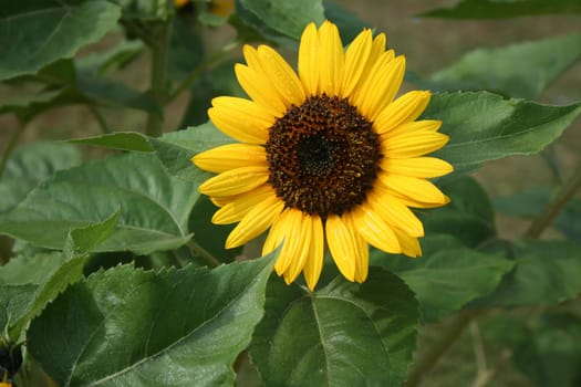 Green leaves, yellow petals and brown disc florets