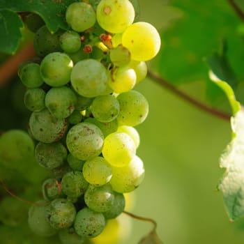 Riesling