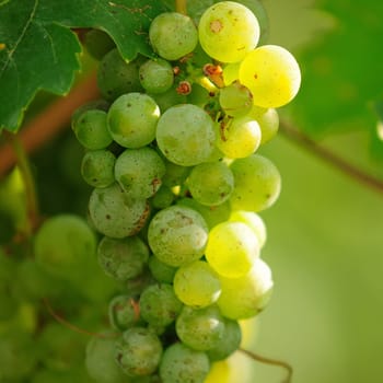 Riesling