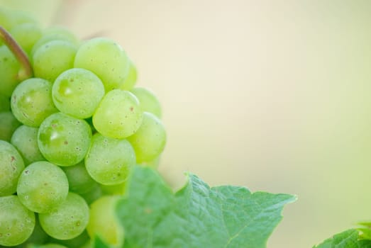 Riesling