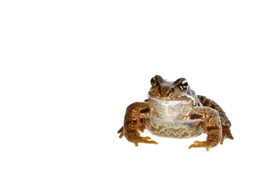 Frog at photo shoot