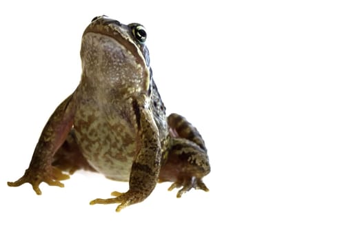 Frog at photo shoot