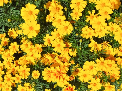 Flowers useful as a colourful natural background