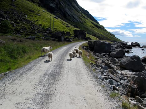 Picturesque landscape with sheeps at Norway islands