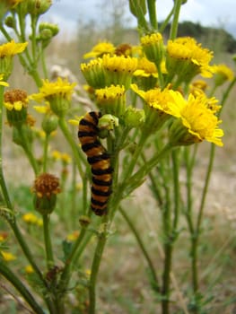 Ragwort with scallop caterpillar