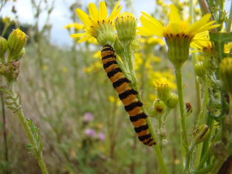 Ragwort with scallop caterpillar