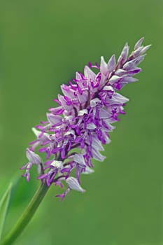 Orchis militaris