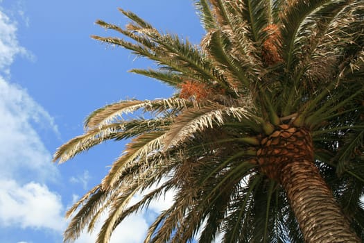 Palm tree