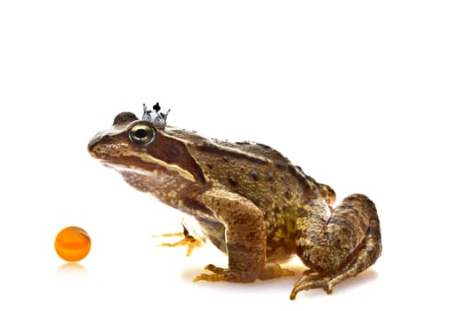 Frog Prince