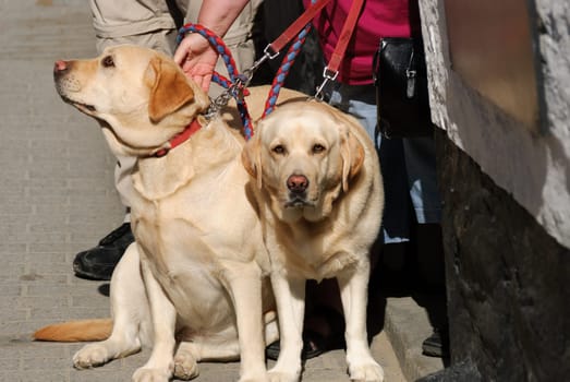 pair of Labradors in Port Isaac
