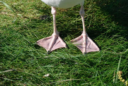 detail of the legs with webbed feet of a gull