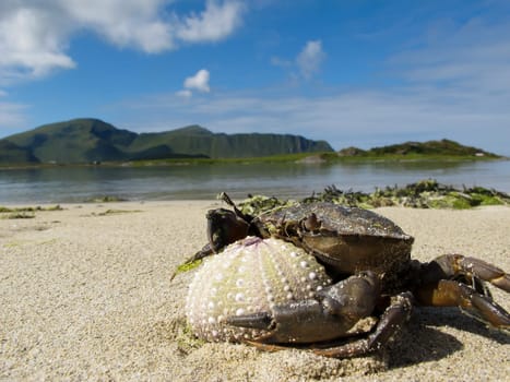 Big crab with sea urchin on the beach