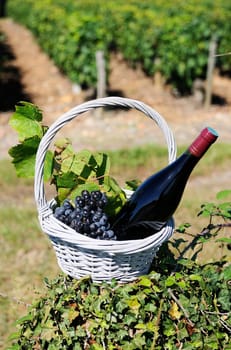 Bottle of red wine and grapes in basket