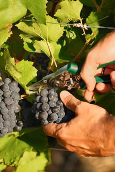 man hands harvesting grapes in french fields