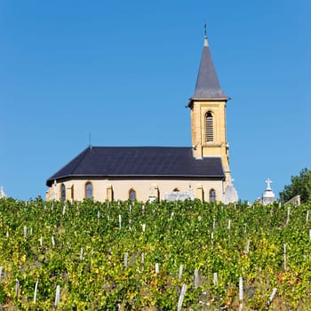 vineyards and churchin french country in summer