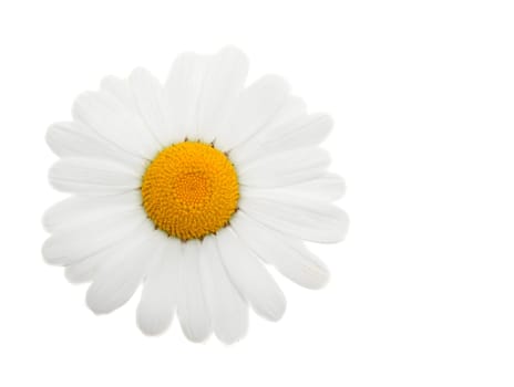 One head daisywheel insulated on white background