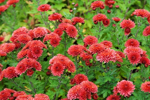 Background from red colour and green herb