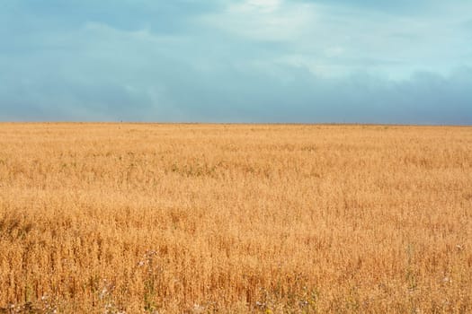 Yellow herb, horizon on background dull sky