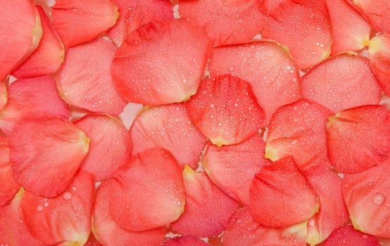 Dripped water on petal of the roses by background