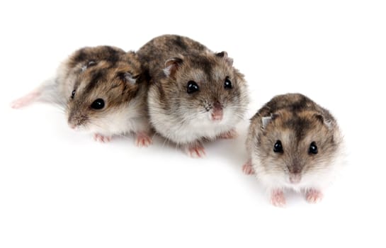 Three hamsters insulated on white background, small depth to sharpnesses
