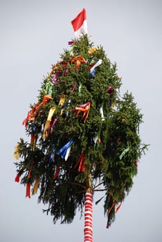 Kärwa Tree Kerwa Tree Kirwa Tree