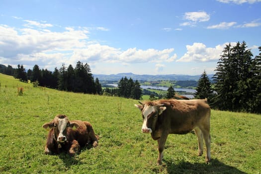 Young cows on an Allgäu pasture