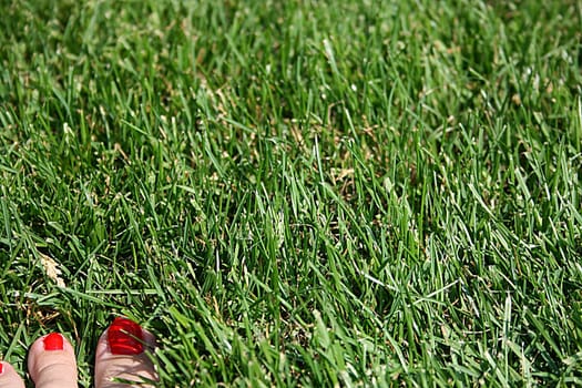 red-green,dive