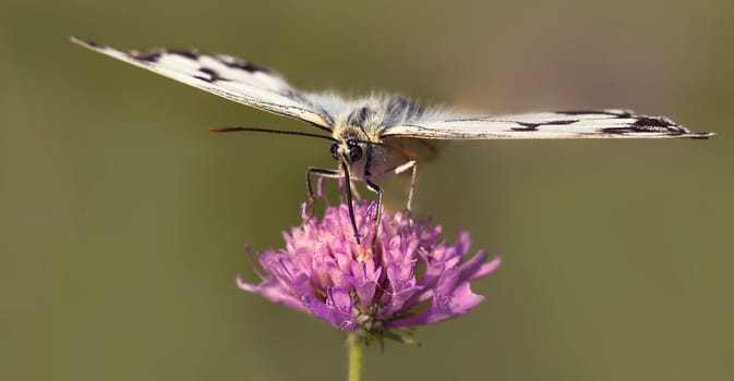 Chessboard sucks nectar