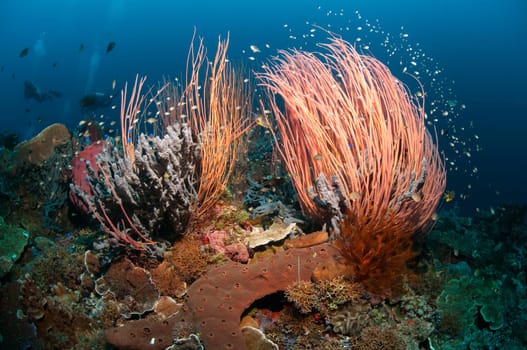Whip corals on a reef in Marantale / Sulawesi
