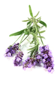 a bunch of fresh lavender against a white background