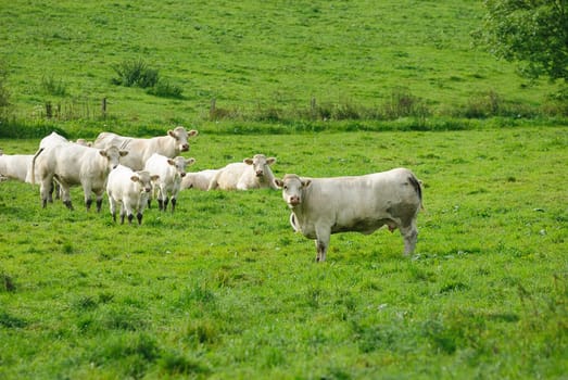 cows